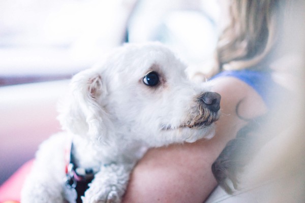 Dog travelling by car to go on holiday to the South West