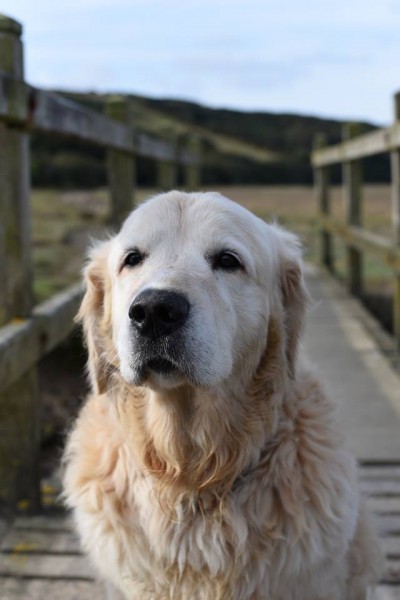 Golden retriever