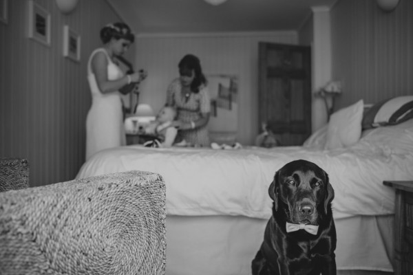 Dog ready for the wedding day at Lusty Glaze Beach in Cornwall