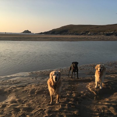 Dogs playing on the dog friendly Crantock Beach