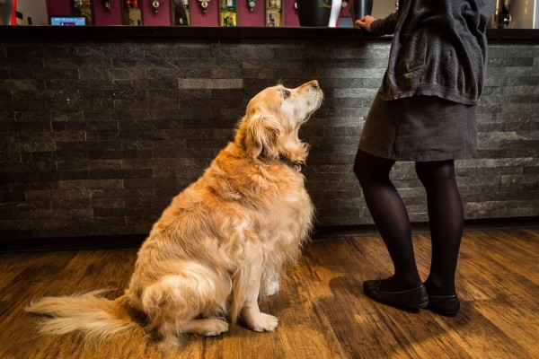 Dog friendly bar at the Carnmarth Hotel in Newquay, Cornwall