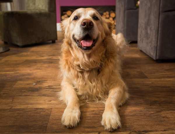 Dog friendly bar at the Carnmarth Hotel in Newquay, Cornwall