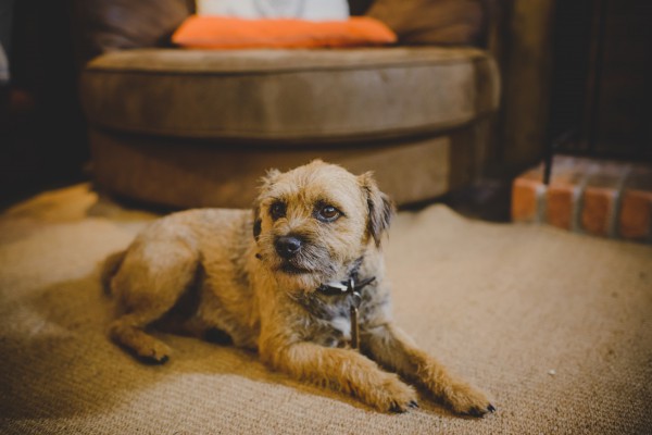 Lusty Glaze Beach Restaurant - Pawfect Stays