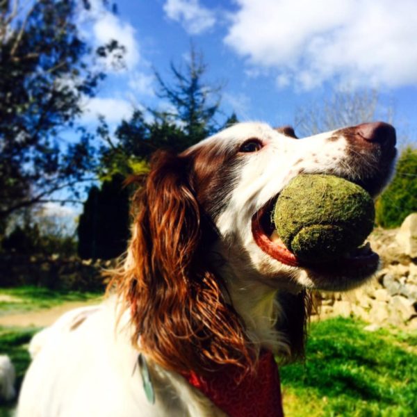Doggy Day Care Cornwall - Pawfect Stays