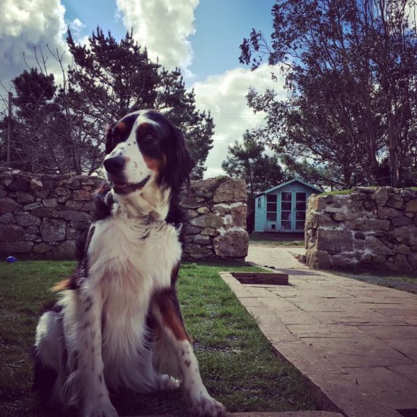 Doggy Day Care Cornwall - Pawfect Stays
