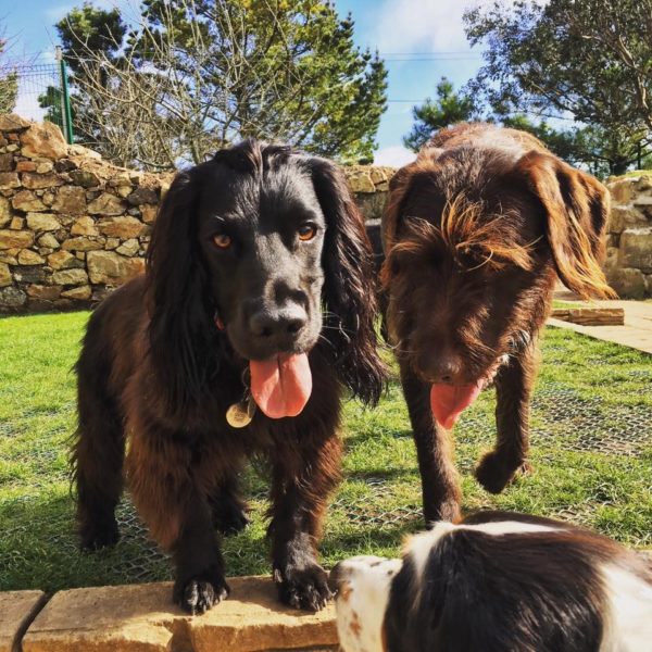 Doggy Day Care Cornwall - Pawfect Stays