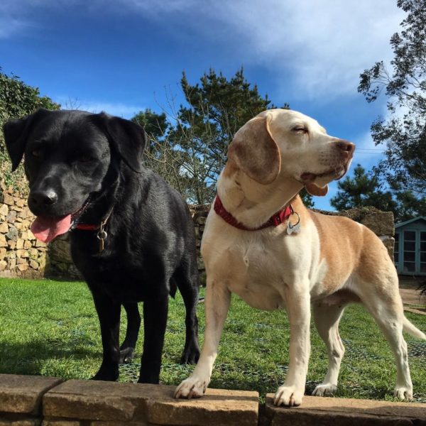 Doggy Day Care Cornwall - Pawfect Stays