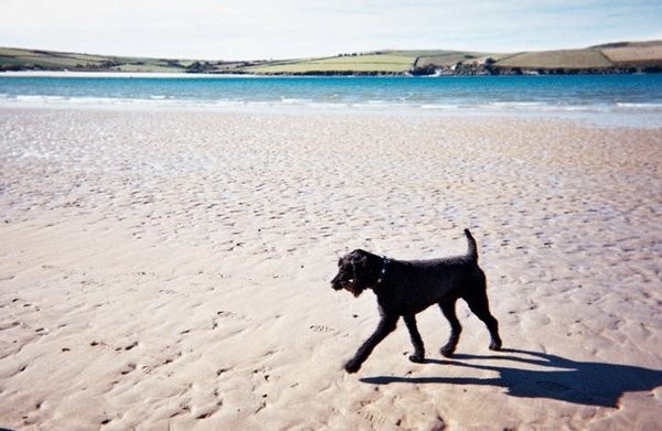 Doggy Day Care Cornwall days out on the beach