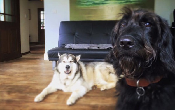 Doggy Day Care Cornwall
