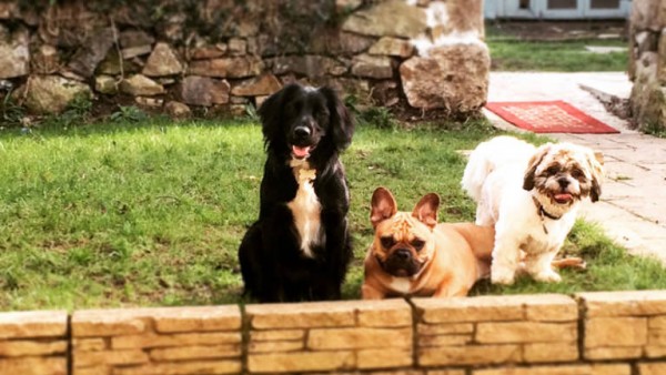 Doggy Day Care Cornwall