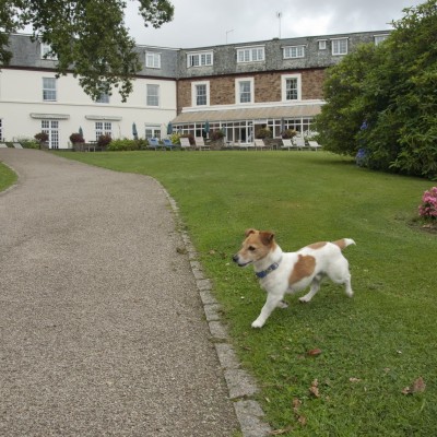 Dog walking n the grounds of Budock Vean Hotel