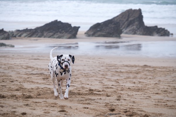 Lusty Glaze, a dog friendly beach in Cornwall