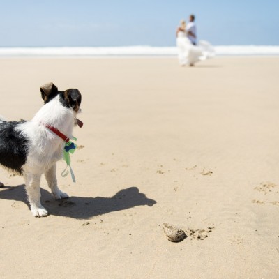 Dog friendly weddings at Lusty Glaze Beach in Cornwall