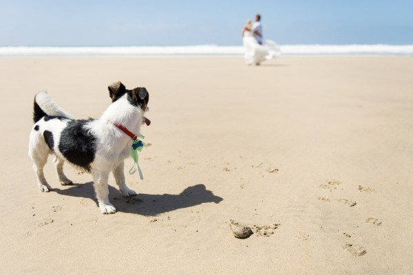 Dog friendly weddings at Lusty Glaze Beach in Cornwall