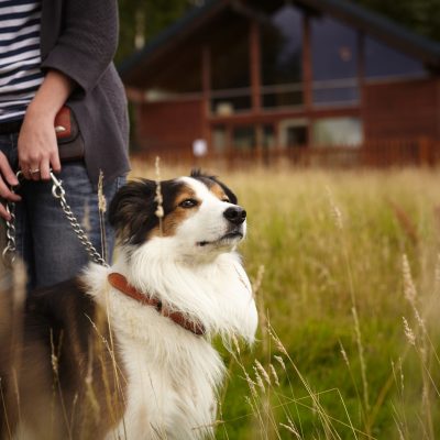 Dog friendly breaks with Forest Holidays