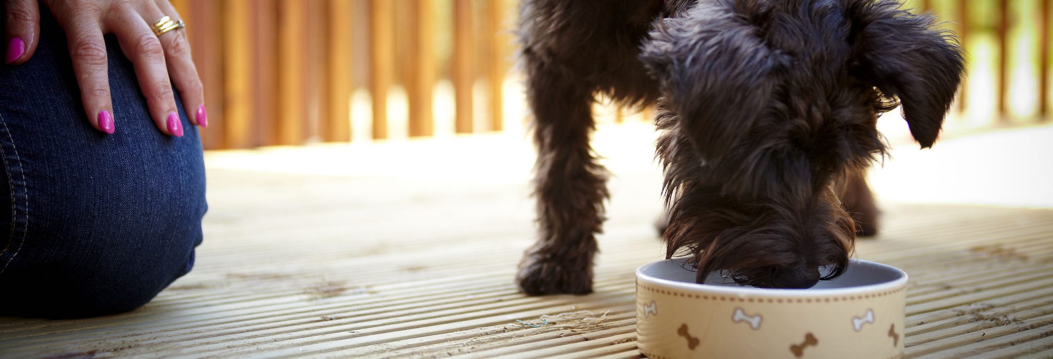 Dog friendly breaks with Forest Holidays