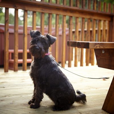 Dog friendly breaks with Forest Holidays