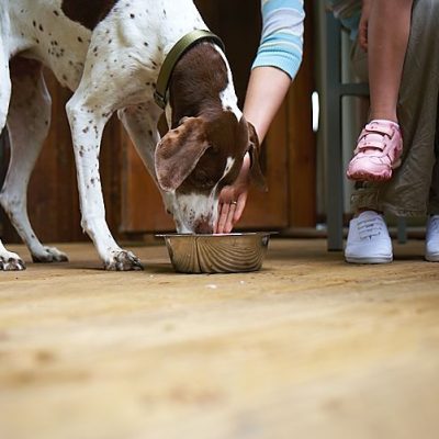 Dog friendly breaks with Forest Holidays