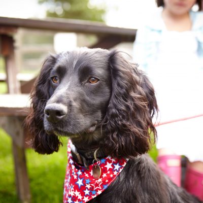 Dog friendly breaks with Forest Holidays