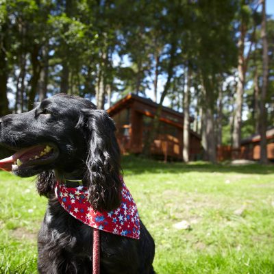 Dog friendly breaks with Forest Holidays