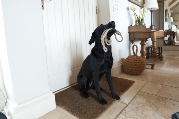 Dog friendly holidays with Boutique Retreats