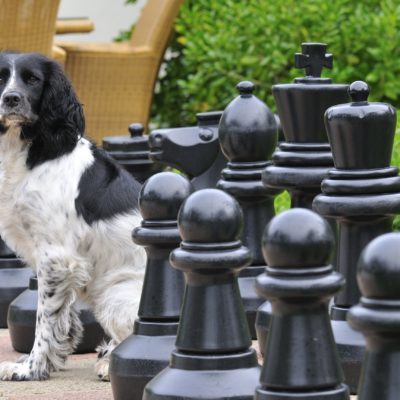 Dog playing chess at Hell Bay Hotel on Bryher