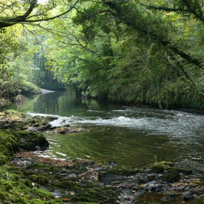 River Lyd - dog friendly walks in Devon