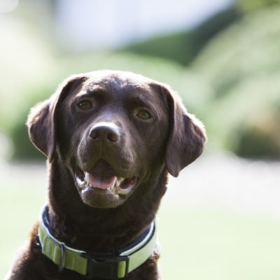Dog friendly Captain's Club Hotel & Spa