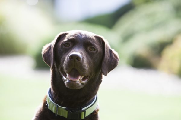 Dog friendly Captain's Club Hotel & Spa