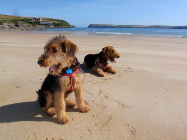 Dogs on Tregirls Beach near Padstow