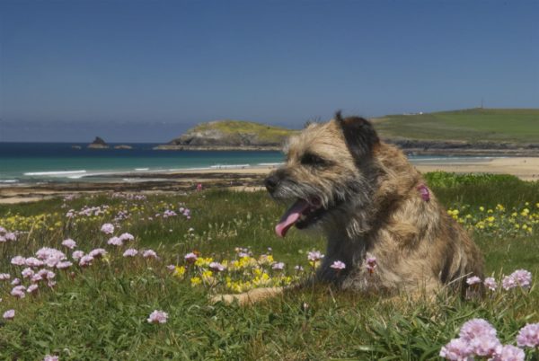 Border terrier in Cornwall