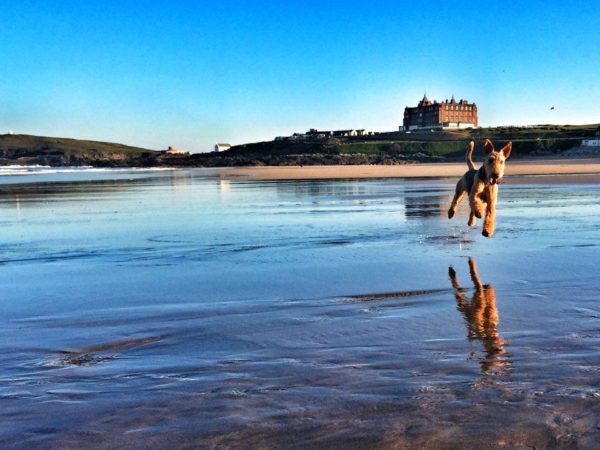Dog running on Fistral Beach in front of The Headland