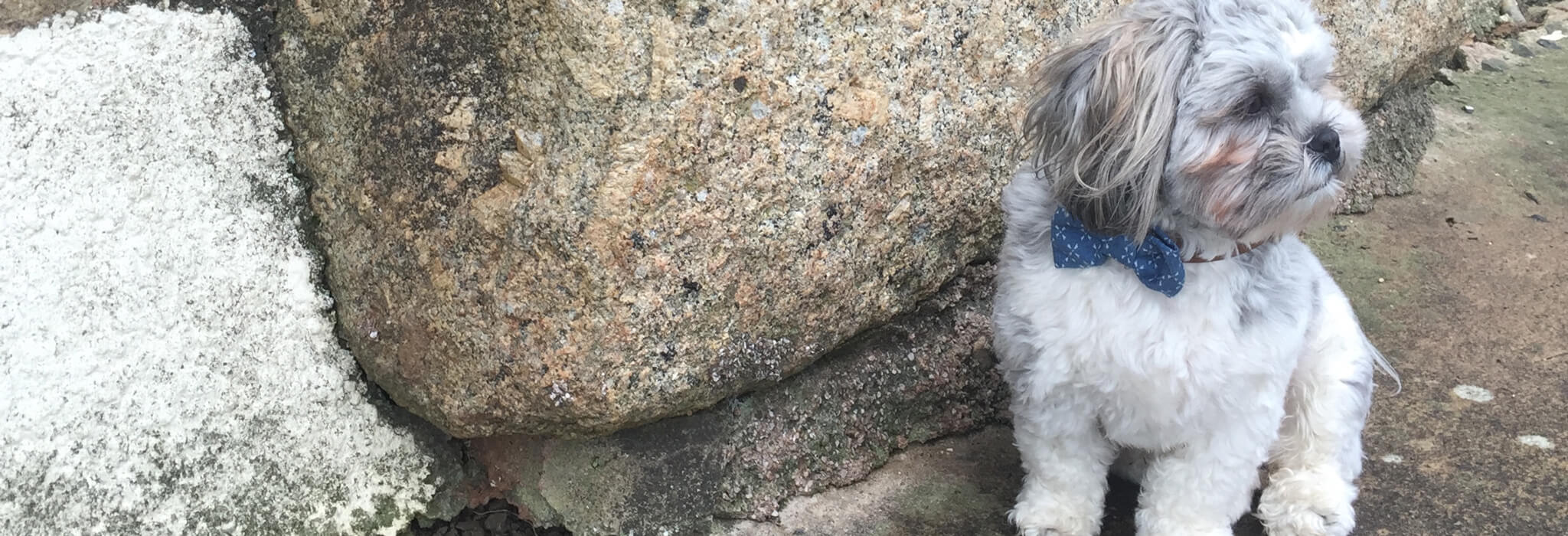 The Distinguished Dog Company