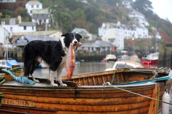 Dog catching a fish on the boats at Polperro Harbour in Cornwall