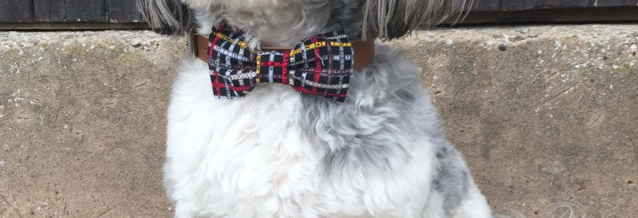 The Distinguished Dog Conpany