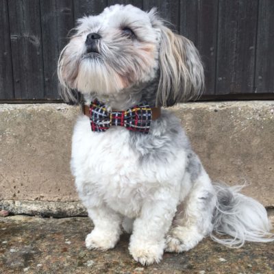 The Distinguished Dog Conpany