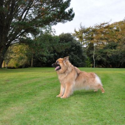 Bed & Basket - dog friendly self-catering accommodation