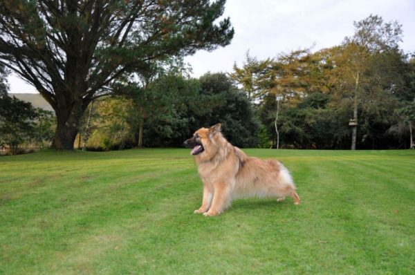 Bed & Basket - dog friendly self-catering accommodation