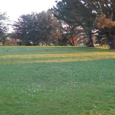 Dog exercise field - Bed & Basket