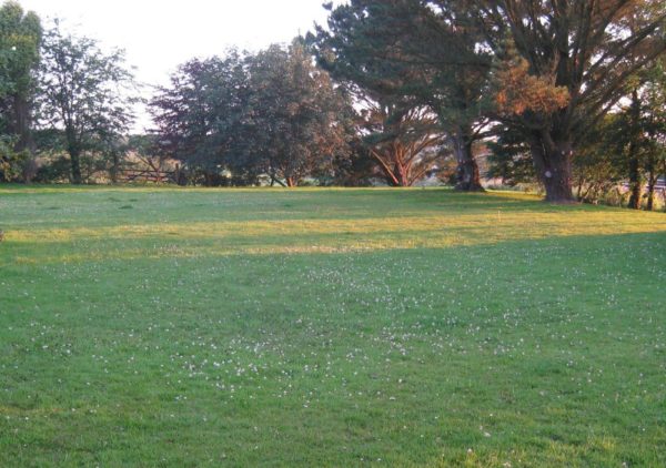 Dog exercise field - Bed & Basket