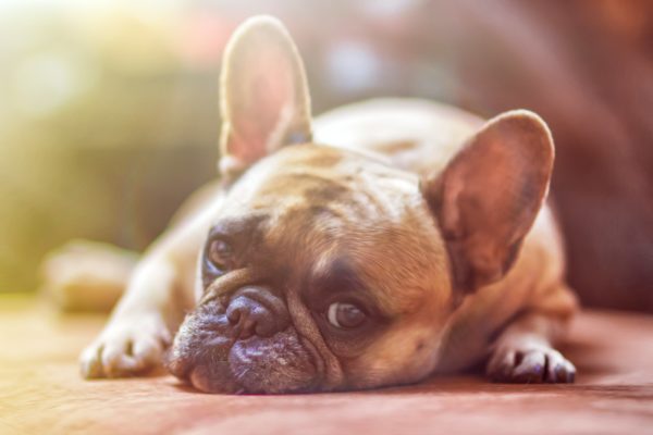 French Bulldog - dog friendly cottage break