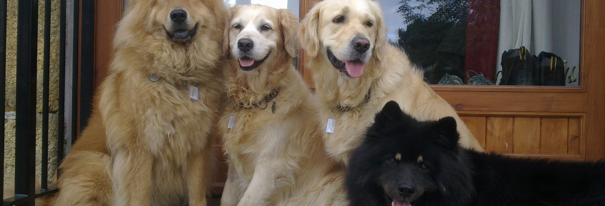 Dog friendly self-catering in Cornwall