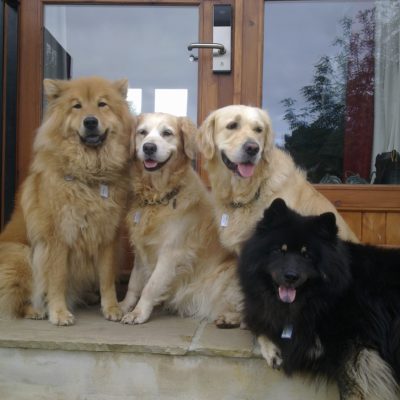 Dog friendly self-catering in Cornwall