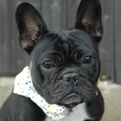 Luxury dog bow ties handmade by The Distinguished Dog Company