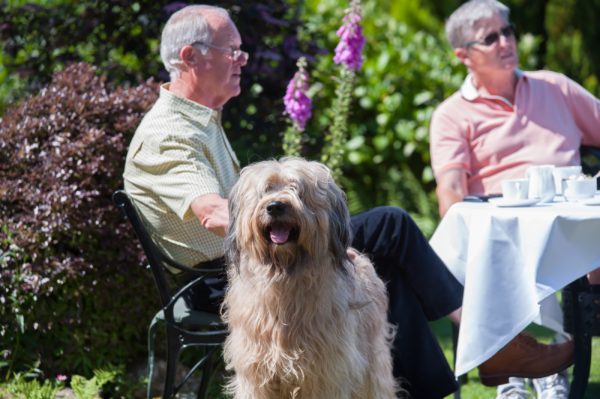 The Horn of Plenty - a dog friendly hotel in Devon