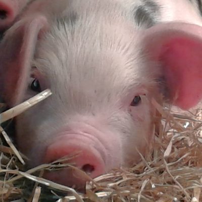 Lower Hearson Farm Cottages - farm animals