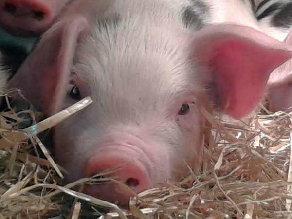 Lower Hearson Farm Cottages - farm animals