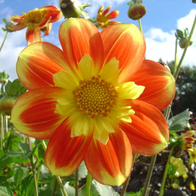 Beautiful orange and yellow flower at Hidden Valley Gardens