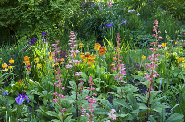 Summer flowers at Hidden Valley Gardens