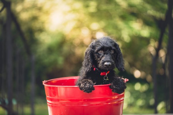 Puppy in a red bucket